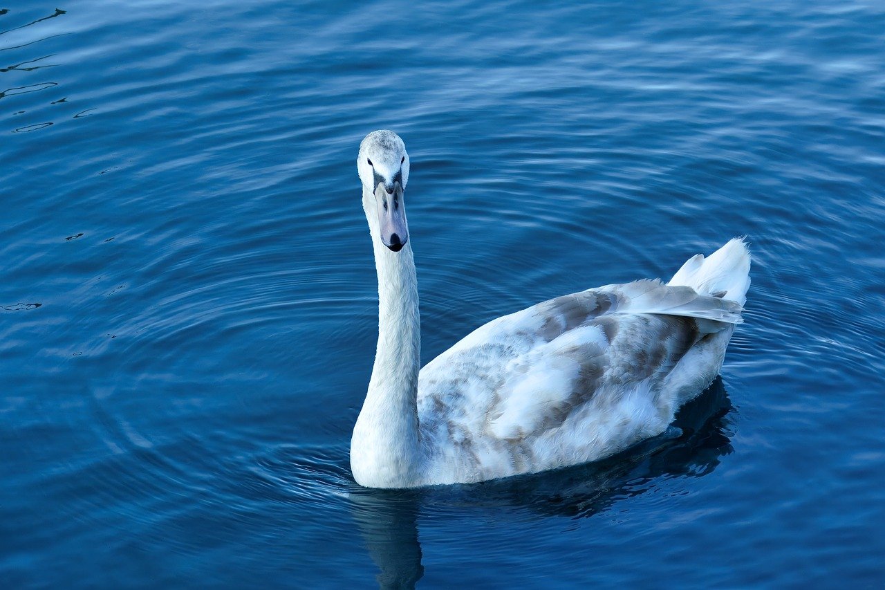 Bird 9345016_1280.jpg